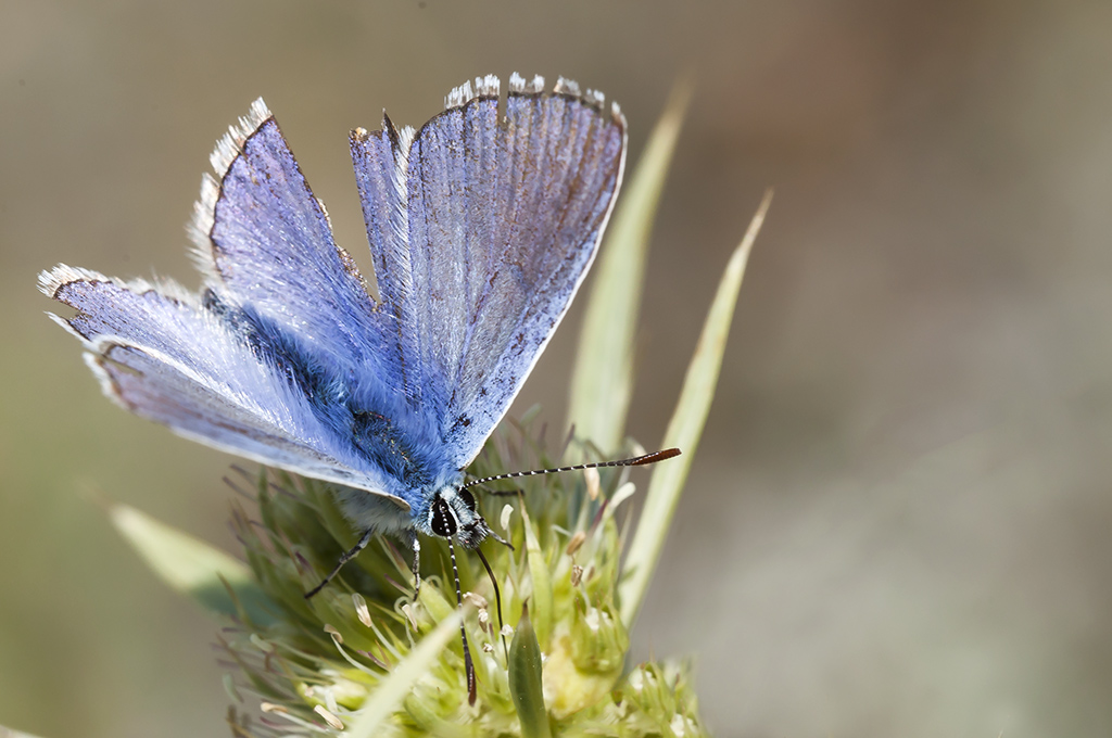 Polyommatus thersites - Azul de Chapman
