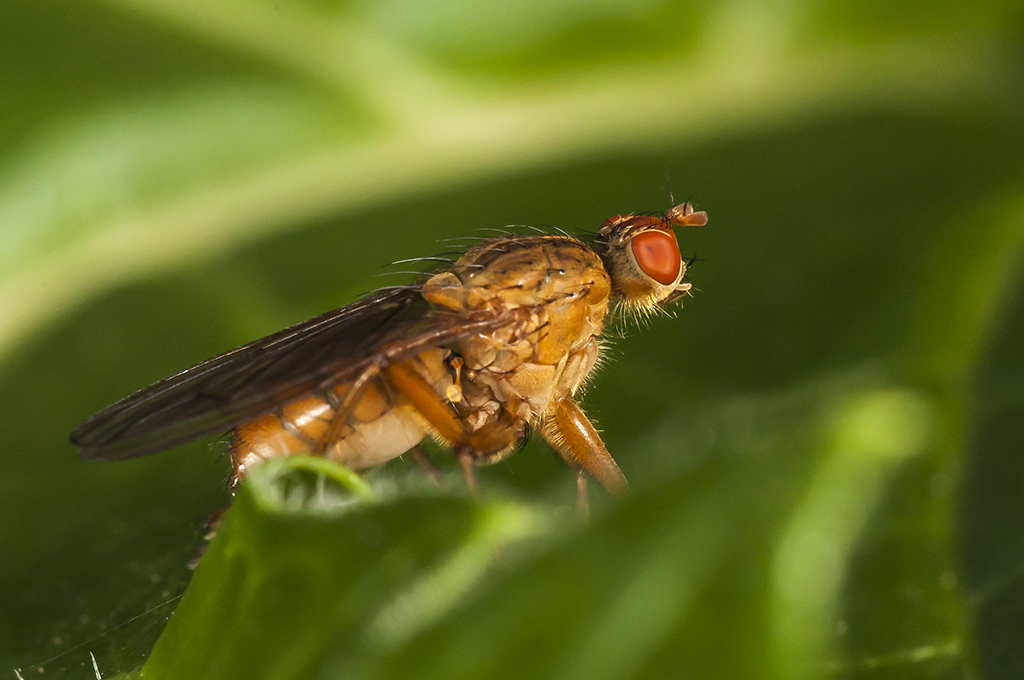 Scathophaga suilla - Mosca del estiercol