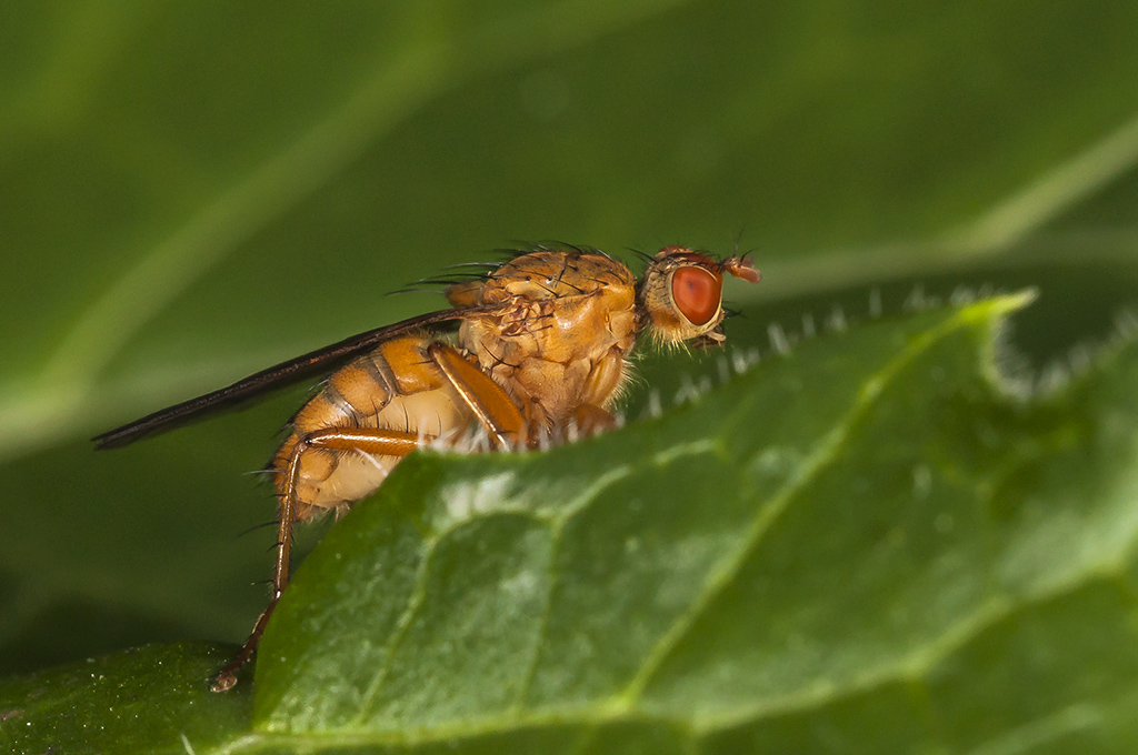 Scathophaga suilla - Mosca del estiercol