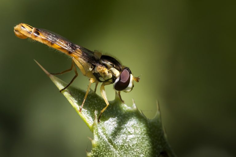 Sphaerophoria scripta - Mosca plumón