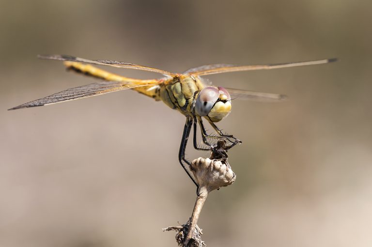 Sympetrum fonscolombii - Libelula