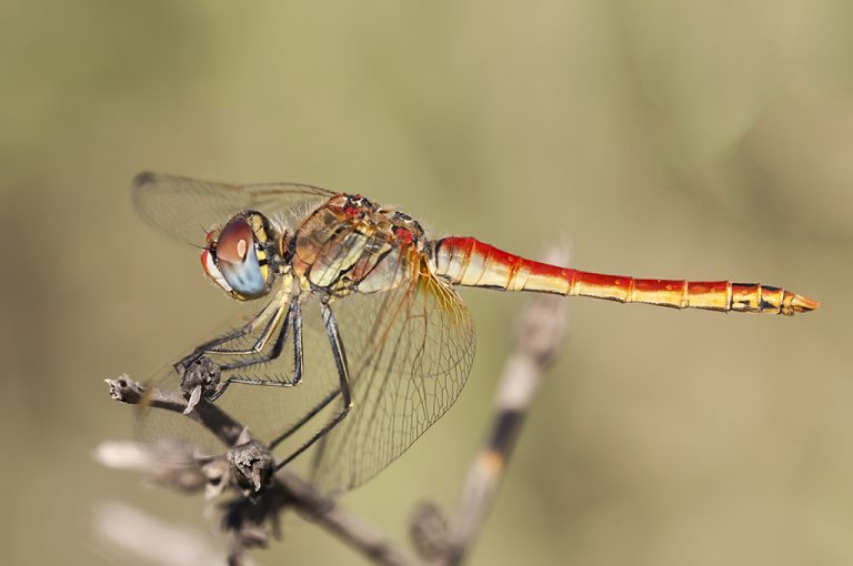 Sympetrum fonscolombii - Libelula