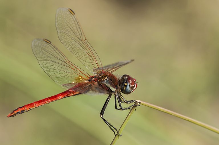 Sympetrum fonscolombii - Libelula