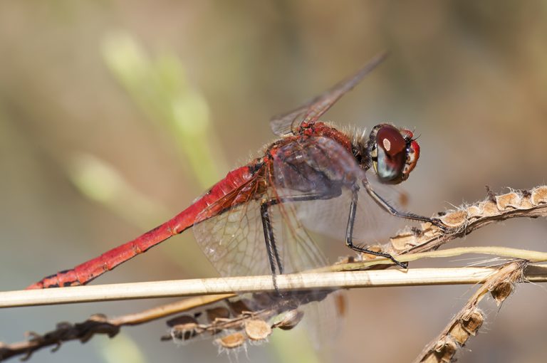 Sympetrum fonscolombii - Libelula