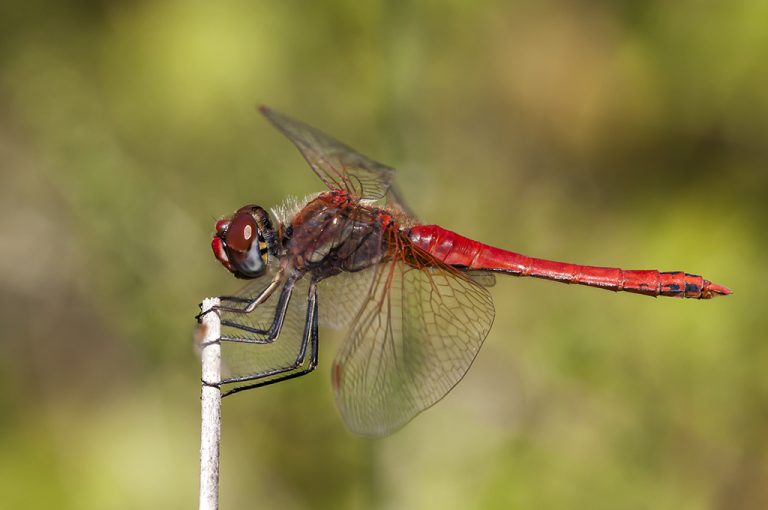 Sympetrum fonscolombii - Libelula