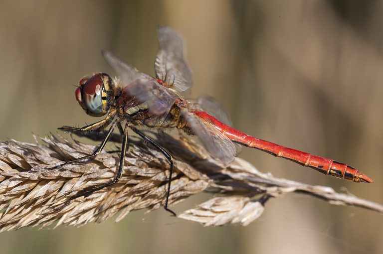 Sympetrum fonscolombii - Libelula