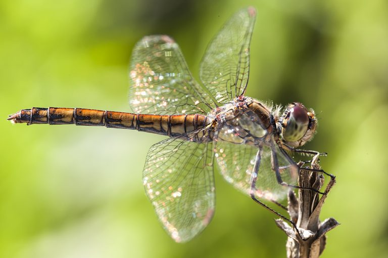 Sympetrum striolatum - Libélula flecha roja