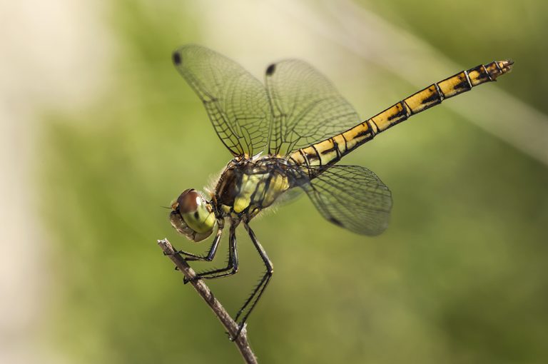 Sympetrum striolatum - Libélula flecha roja