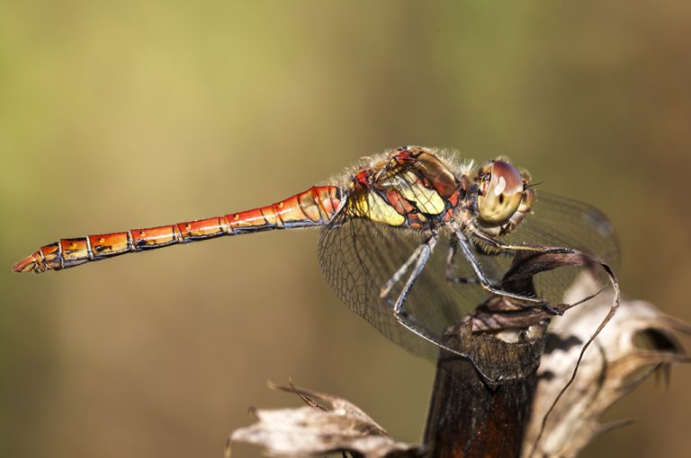 Sympetrum striolatum - Libélula flecha roja