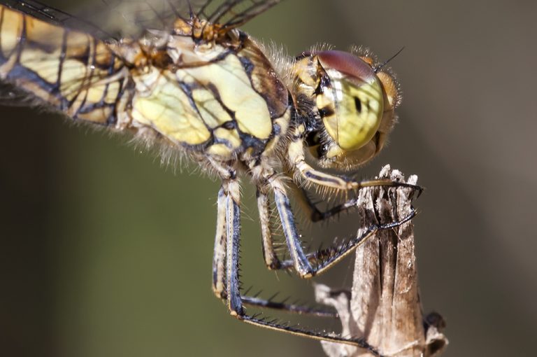 Sympetrum striolatum - Libélula flecha roja