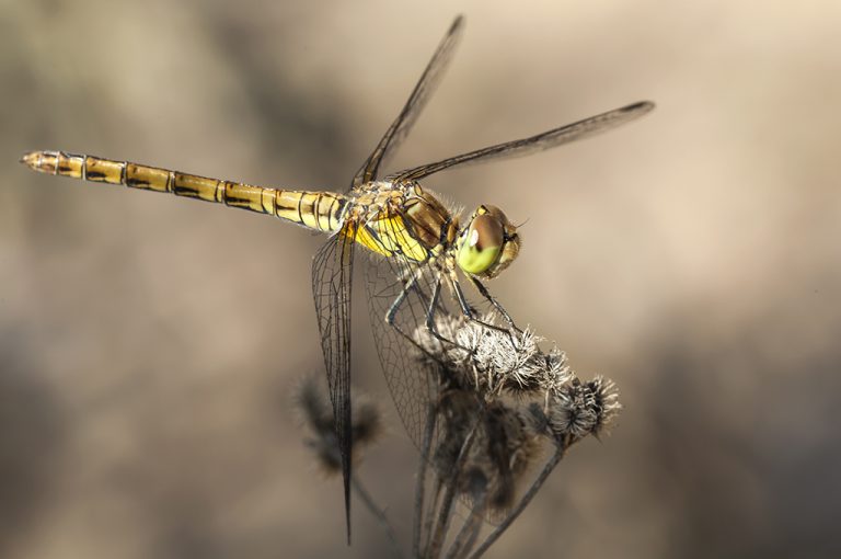 Sympetrum striolatum - Libélula flecha roja