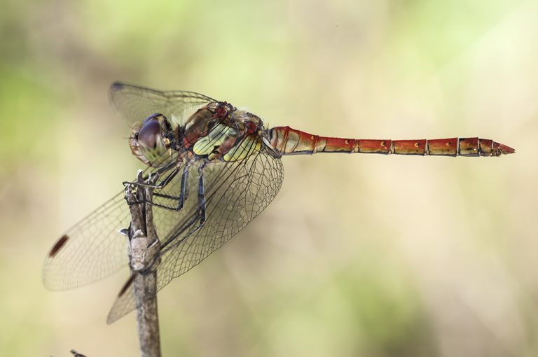 Sympetrum striolatum - Libélula flecha roja