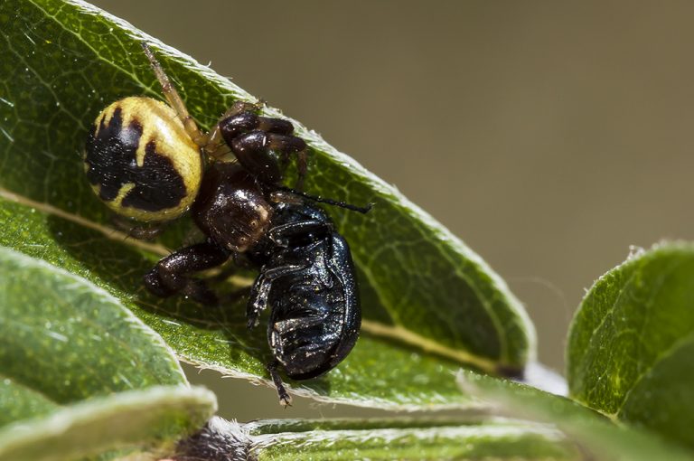 Synema globosum - Crab spider