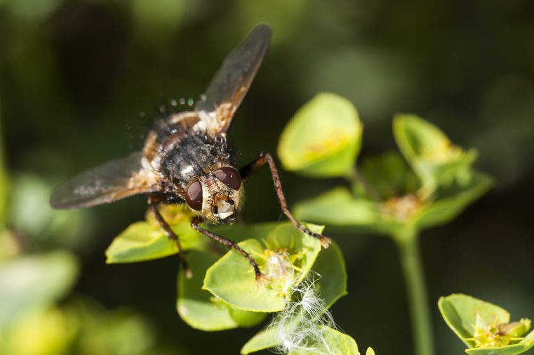 Tachina magnicornis - Mosca erizo