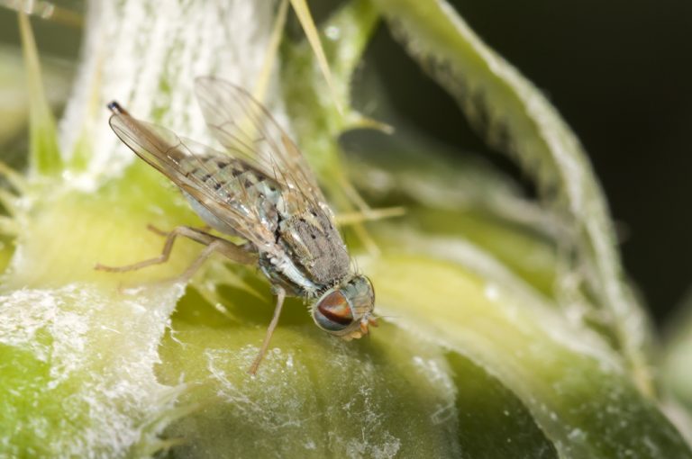 Terellia longicauda - Mosca de la fruta