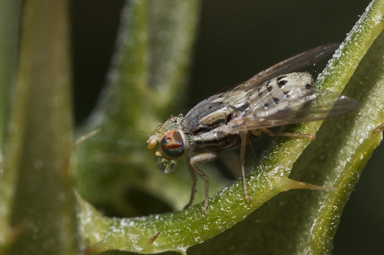 Terellia longicauda - Mosca de la fruta