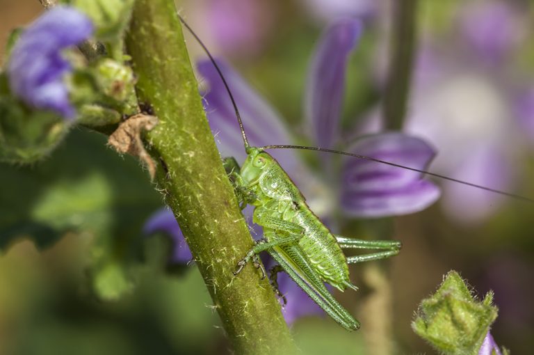 Tettigonia viridissima - Saltamontes verde comun