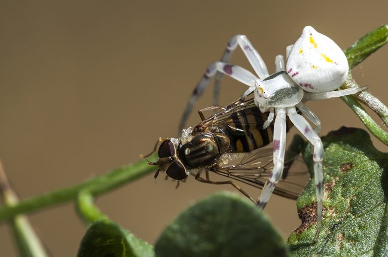 Thomisus onustus - Araña cangrejo