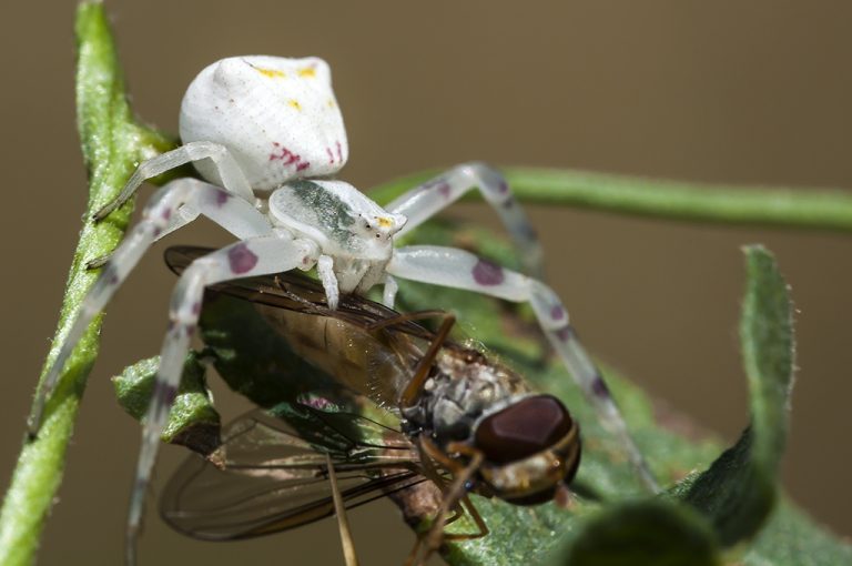 Thomisus onustus - Araña cangrejo