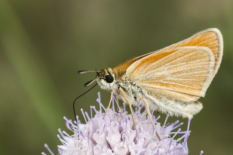 Thymelicus lineola - Dorada linea corta