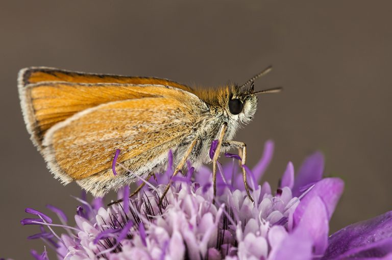 Thymelicus lineola - Dorada linea corta