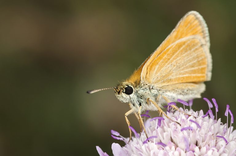 Thymelicus lineola - Dorada linea corta