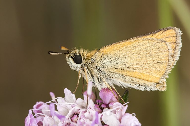 Thymelicus lineola - Dorada linea corta