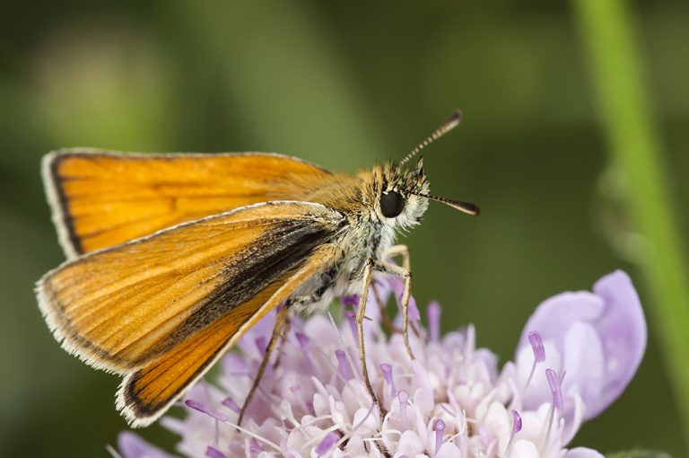 Thymelicus lineola - Dorada linea corta