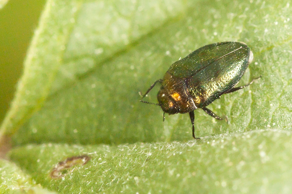 Trachys troglodytes - Escarabajo minador de las hojas