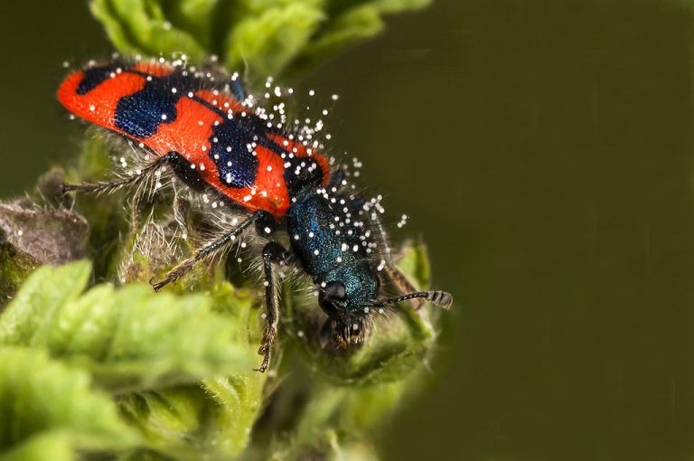 Trichodes alvearius - Escarabajo ajedrezado