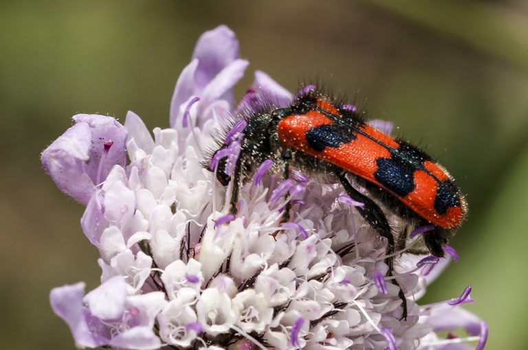 Trichodes alvearius - Escarabajo ajedrezado