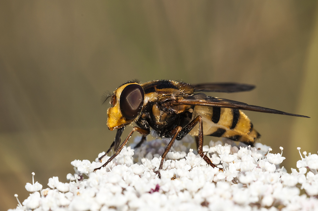 Volucella inanis - Mosca cernidora