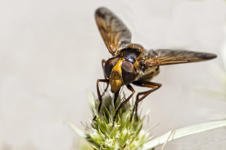 Volucella inanis - Mosca cernidora