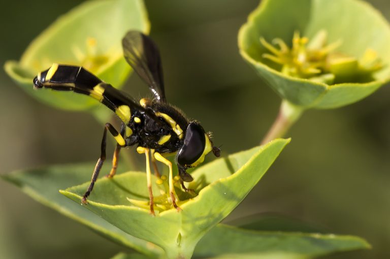 Xanthogramma marginale - Mosca avispa