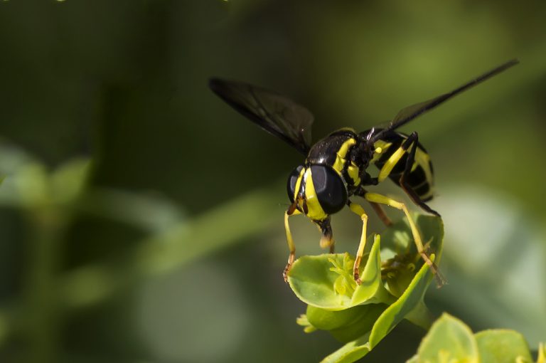 Xanthogramma marginale - Mosca avispa