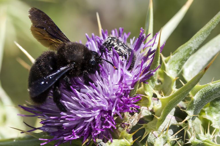 Xilocopa violacea - Abejorro carpintero europeo