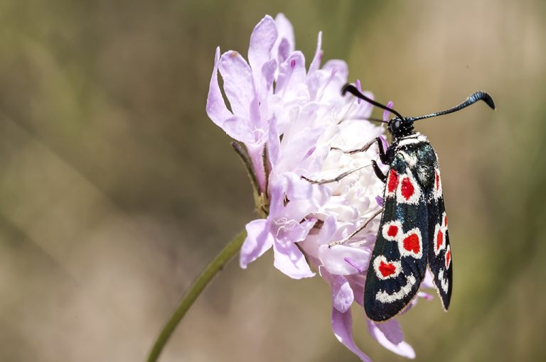 Zygaena occitanica - Zigena occidental