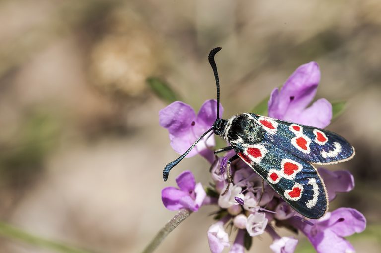 Zygaena occitanica - Zigena occidental