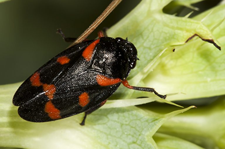 Cercopis intermedia -Cigarra espumadora