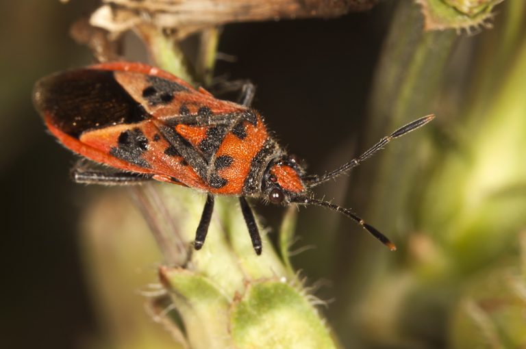 Corizus hyoscyami - Chinche del beleño