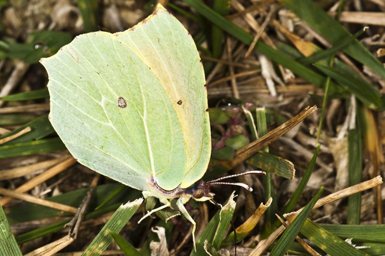 Gonepteryx cleopatra - Cleopatra