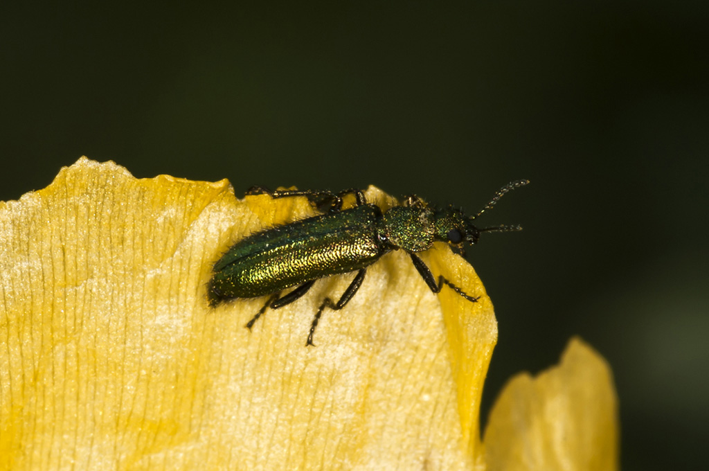 Psilothrix viridicoerulea - Escarabajo verdeazulado