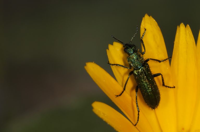 Psilothrix viridicoerulea - Escarabajo verdeazulado