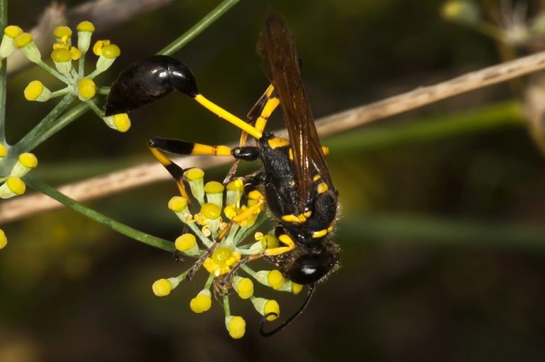 Sceliphron madraspatanum - Avispa alfarera