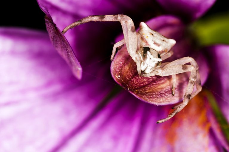 Thomisus onustus - Araña cangrejo