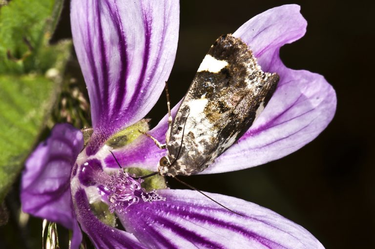 Acontia lucida - Polilla de hombros blancos