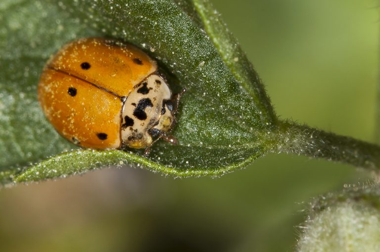 Adalia decempunctata - Mariquita de 10 puntos