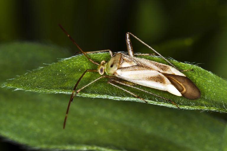 Adelphocoris lineolatus - Chinche de la alfalfa