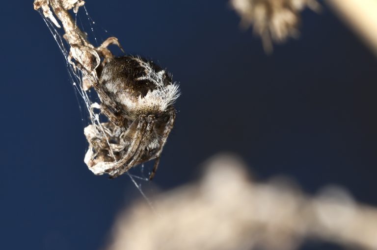 Agalenatea redii - Araña orbitela de matorral