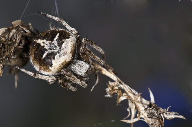 Agalenatea redii - Araña orbitela de matorral